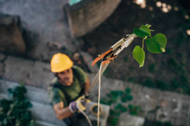 Best Pest Control for Lawns  in Parker, TX