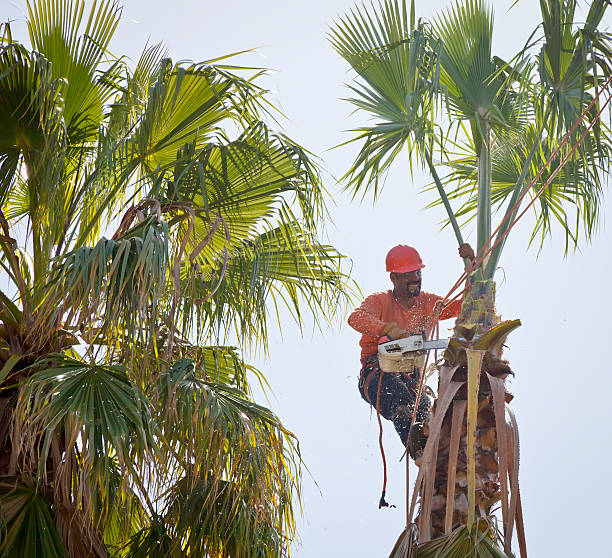 Best Root Management and Removal  in Parker, TX