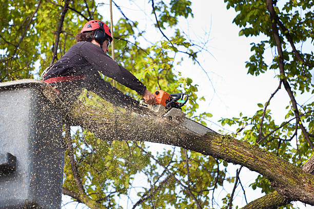 Lawn Pest Prevention in Parker, TX