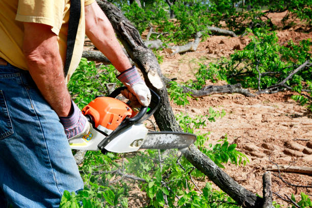 How Our Tree Care Process Works  in  Parker, TX